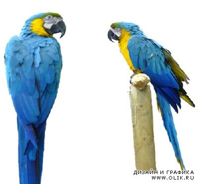 PSD for PHSP - Colorful large parrot