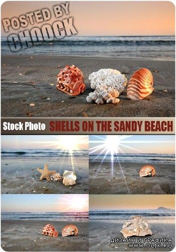 Раковины на песчаном пляже - растровый клипарт