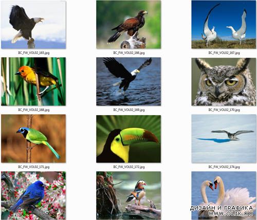 Photoclipart - Exotic Birds