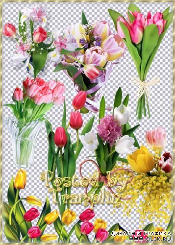 Клипарт – Разноцветные тюльпаны для милых женщин