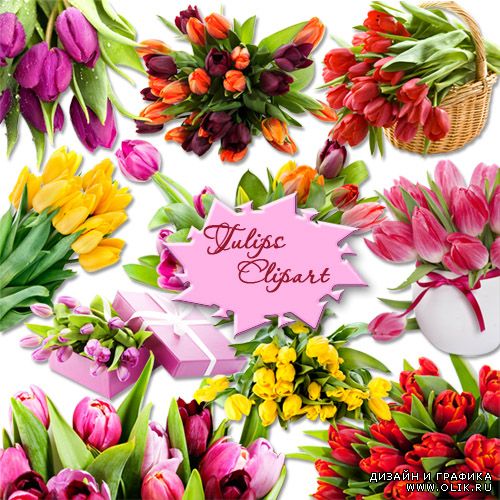 Клипарт PNG на прозрачном фоне - Разноцветные тюльпаны