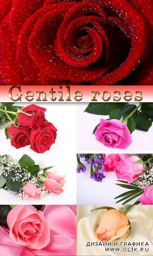 Gentile roses