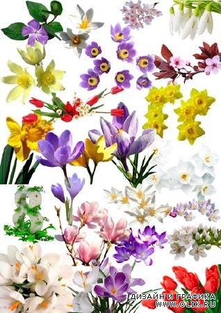 Растровый клипарт "Весна, цветы, 8 марта"