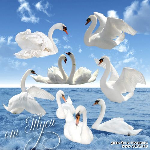 Клипарт - Белый лебедь на пруду
