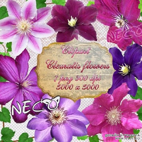 Клипарт - цветки клематисов PNG