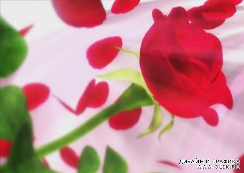 Футаж-фон для титров с пролетающими лепестками роз