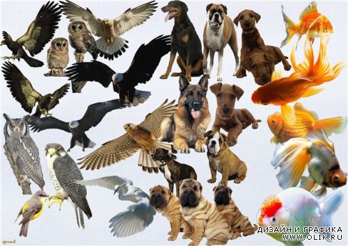 Собаки,золотые рыбки,дикие птицы в psd/ Dogs, goldfishes, wild birds in psd
