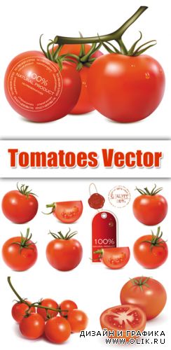Realistic Tomatoes Vector