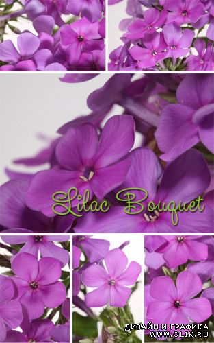 Lilac Bouquet | Букет сирени