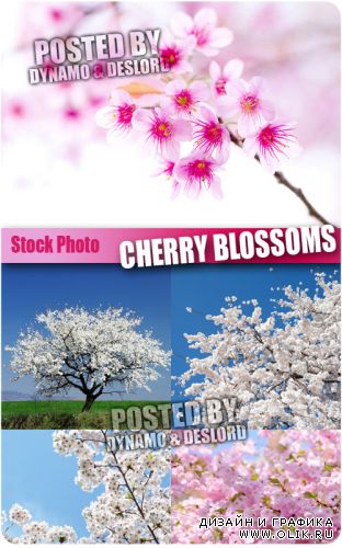 Цветение вишни - Растровый клипарт