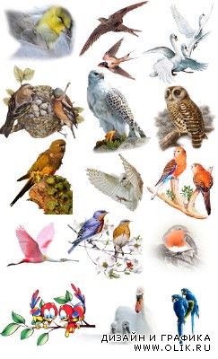 Клипарт - Красивые птицы PNG
