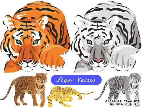 Амурский и бенгальский тигр (Вектор)