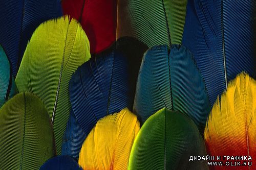 Бэкграунды красивых перьев превосходных птиц