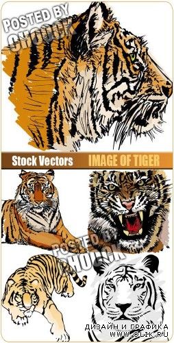 Изображение тигра - векторный клипарт