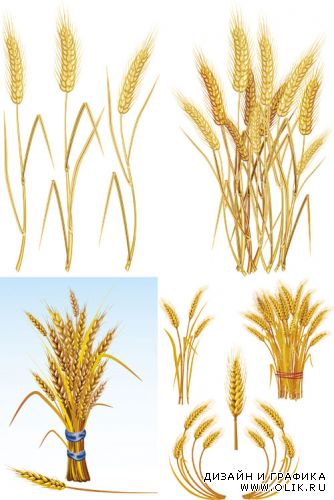 Векторный клипарт - пшеница / wheat vector Collection