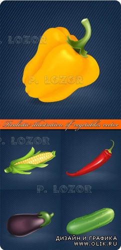 Овощи | Realistic illustration of vegetables vector