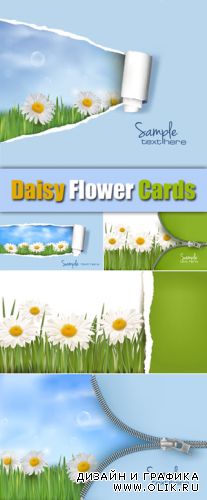 Daisy, Camomile Cards Vector