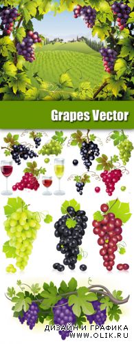 Red, White & Black Grapes Vector
