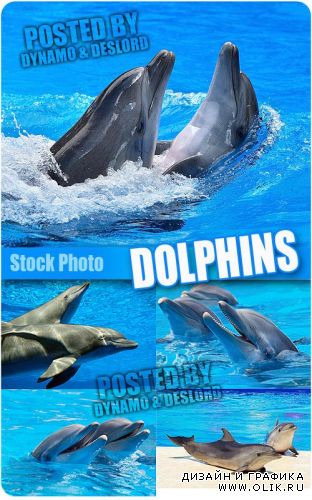 Дельфины - Растровый клипарт