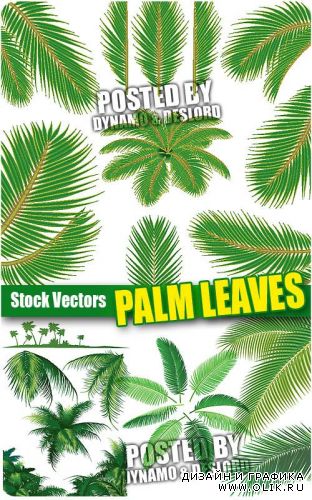 Листья пальмы - Векторный клипарт