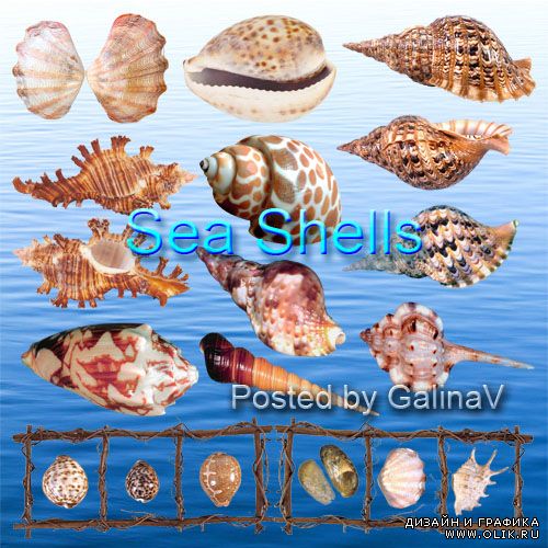 Морские ракушки клипарт на прозрачном фоне Seashells PNG