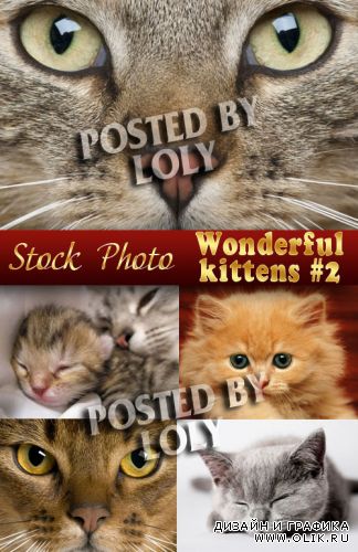 Чудесные котята #2 - Растровый клипарт