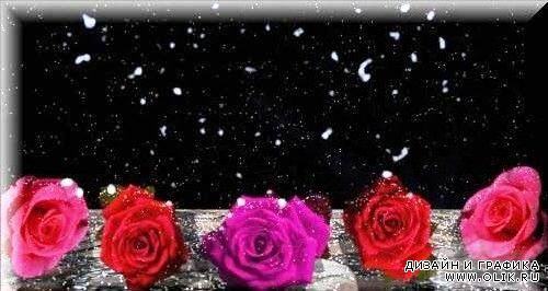 Футаж - Розы на снегу