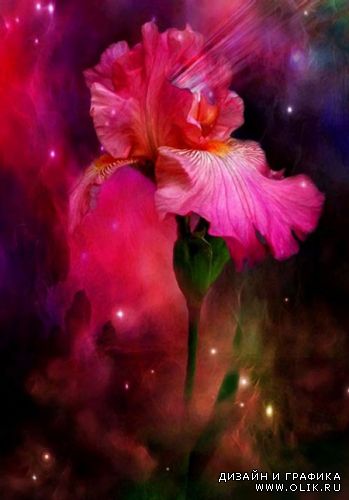 Восхитительные цветы фотохудожницы Кэрол Каваларис