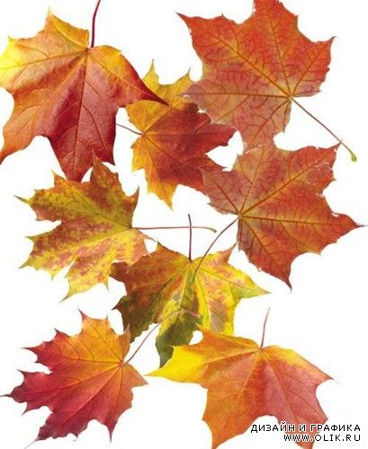 Коллекция кленовых листьев на прозрачных фонах (PSD)