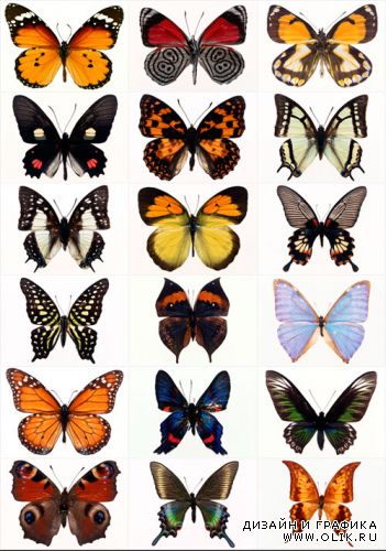 Коллекция экзотических бабочек / Collection of exotic butterflies