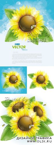Sunflowers Cards Vector