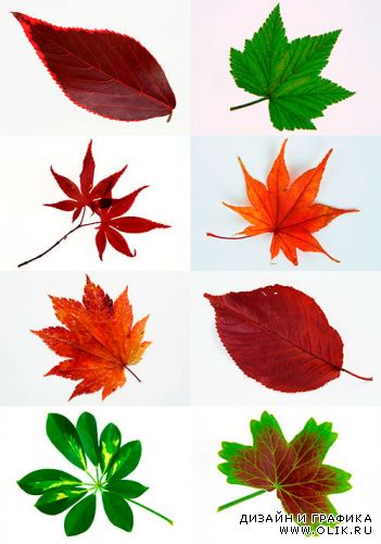 Осенняя листва / Autumn leaves