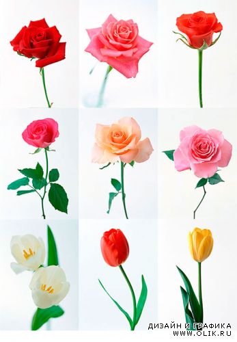 Цветы - Розы и Тюльпаны / Flowers - Roses and Tulips
