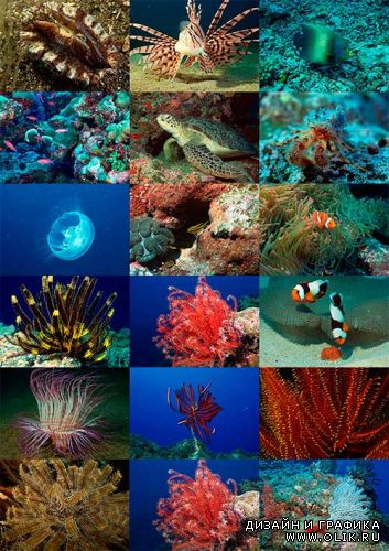 Кораллы и морские обитатели / Corals and Marine Creatures
