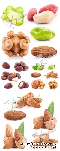 Collection of various nuts 0273