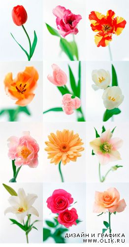 Цветы / Flowers