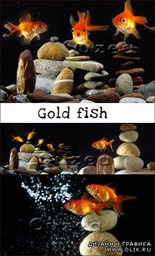 Золотые рыбки на темном фоне - растровый клипарт
