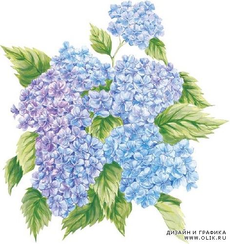 Цветы Гортензия - подборка стоковых изображений