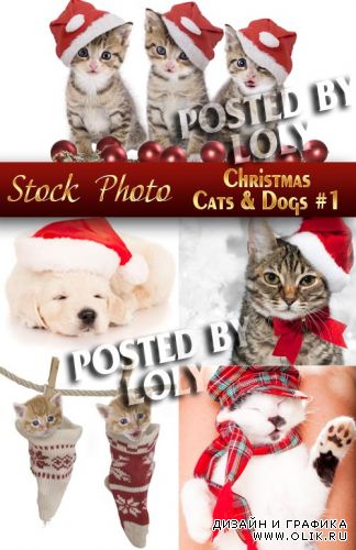 Котики и собаки в новогодних шапках #1 - Растровый клипарт