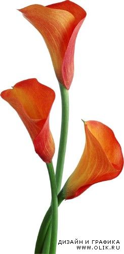Цветы Каллы - подборка стоковых изображений
