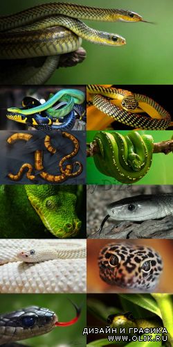 Роскошные змеи - символ наступающего года