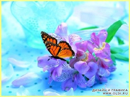 Анимированный фон с бабочкой