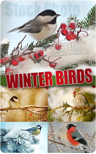 Зимние птицы - Растровый клипарт