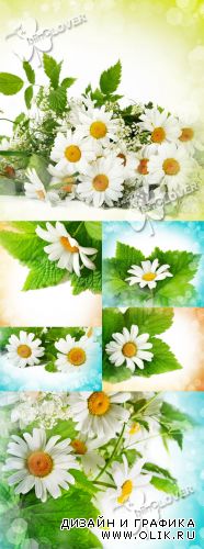 Elegant background with daisies 0376