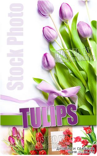 Тюльпаны 3 - Растровый клипарт