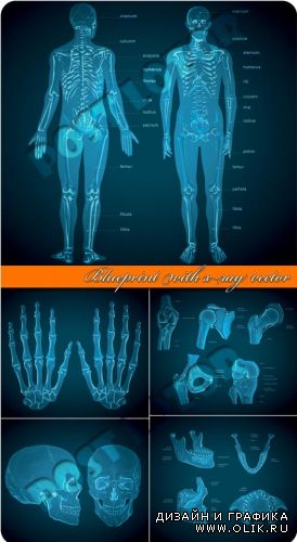 Голубой рентгеновский снимок человека | Blueprint with x-ray vector