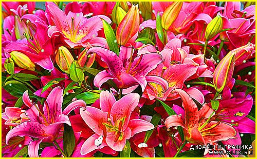 Фоновый футаж - Лилии в саду