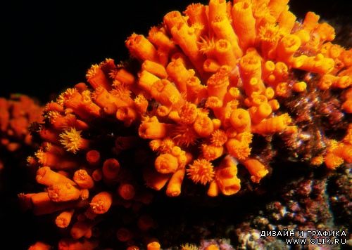 Кораллы - подводный мир