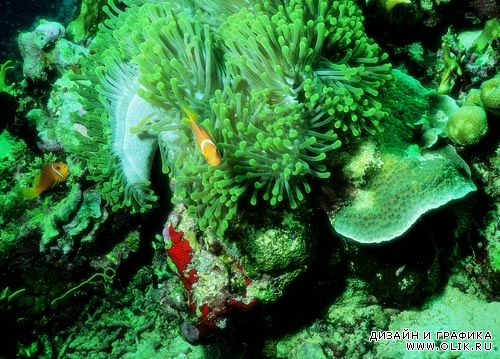 Кораллы - подводный мир