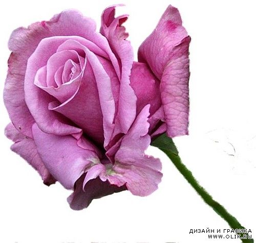 Lilac Roses,сиреневая роза